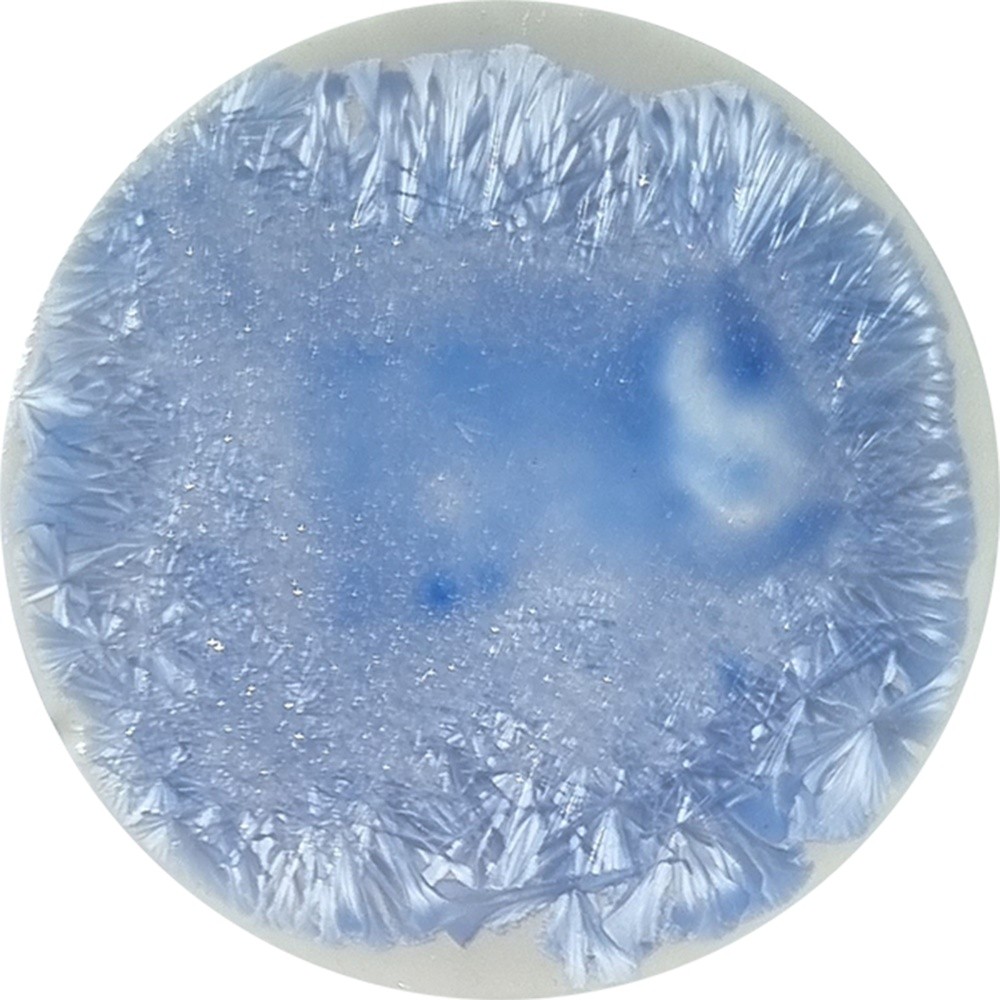 SN023 chrysanthos Supernova Kraz