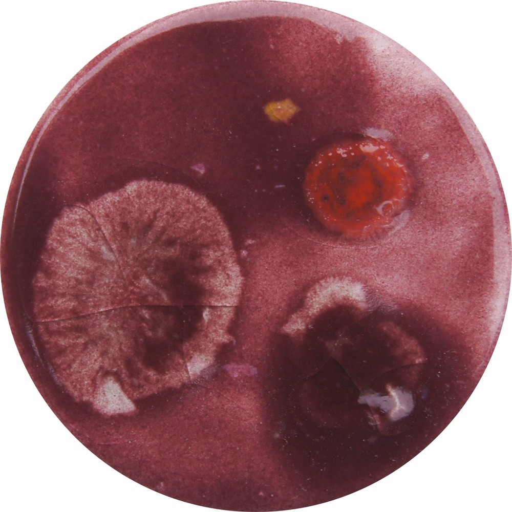 FG121 chrysanthos Wine Fiesta Fantasy Glaze