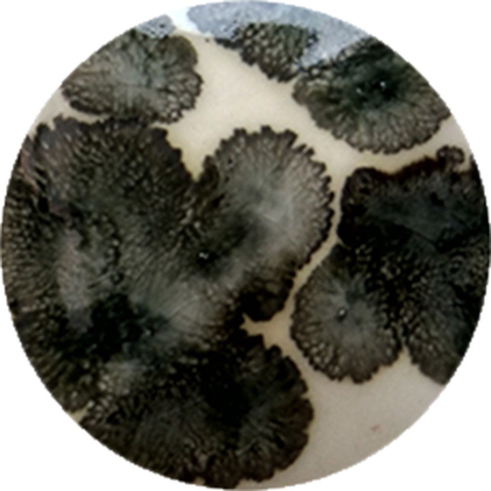 FC029 chrysanthos Fantasy Crystal Black