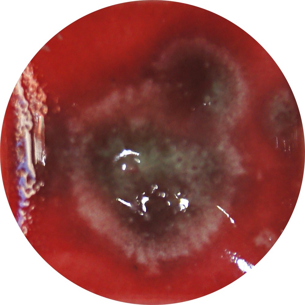 FG084H chrysanthos Lady Bird Fantasy Glaze H