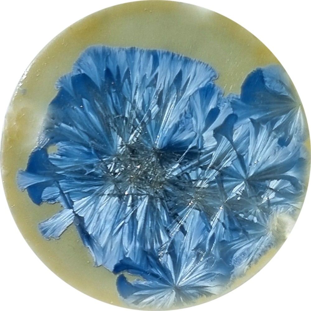 SN013 chrysanthos Supernova Phact