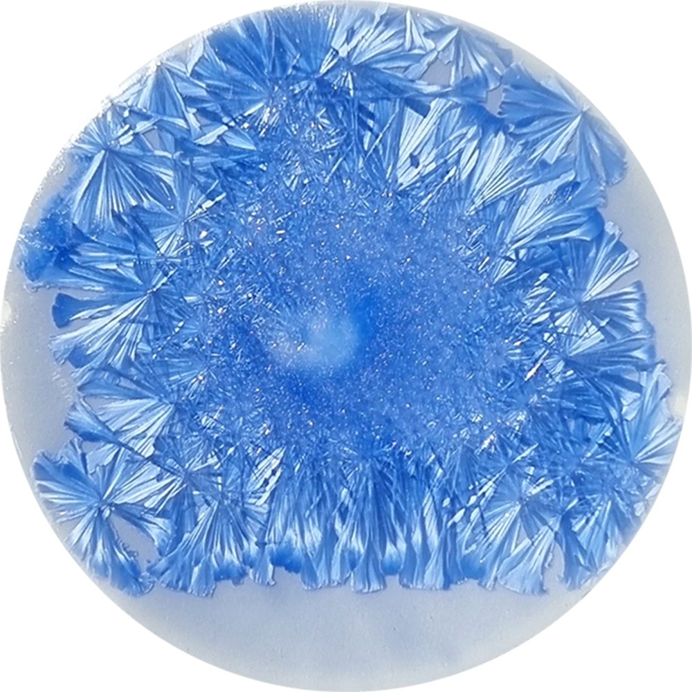 SN025 chrysanthos Supernova Spica