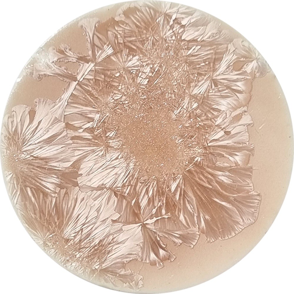 SN003 chrysanthos Supernova Nemesis
